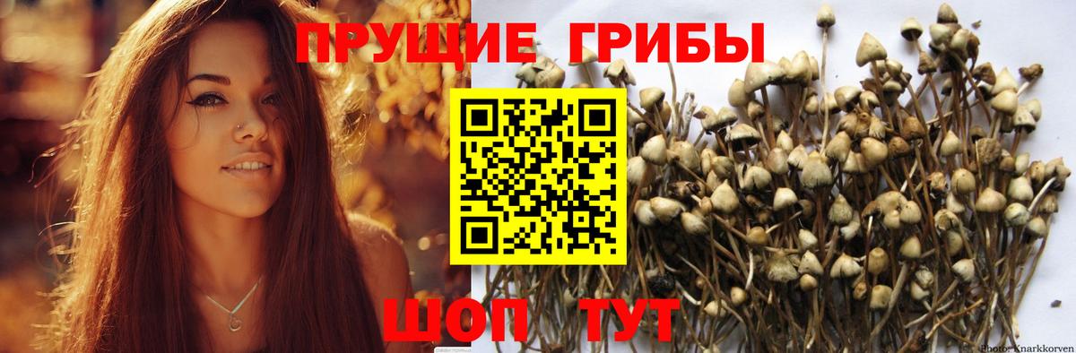 Галлюциногенные грибы Psilocybine cubensis Владивосток